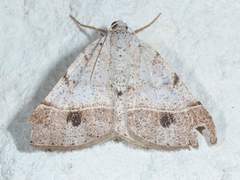Frederickia subterminata