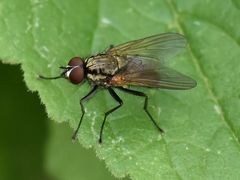 Hydrophoria lancifer