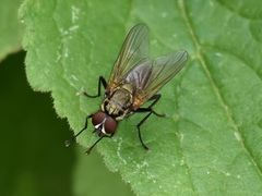 Hydrophoria lancifer