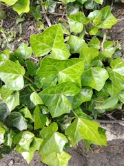 Hedera helix
