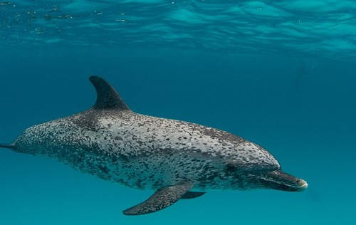 Pantropical Spotted Dolphin