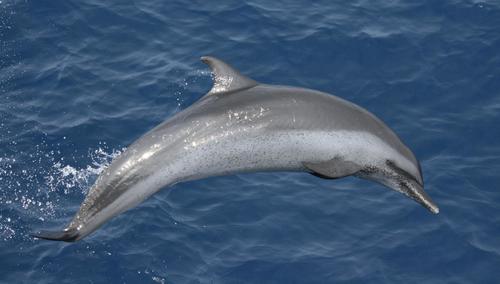 Pantropical Spotted Dolphin