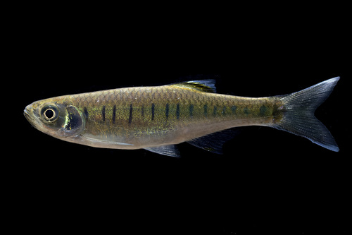 Korat-danio (Opsarius koratensis) — Cyprinidae — 4
