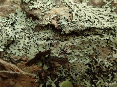 Hypotrachyna spumosa