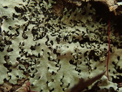 Hypotrachyna spumosa