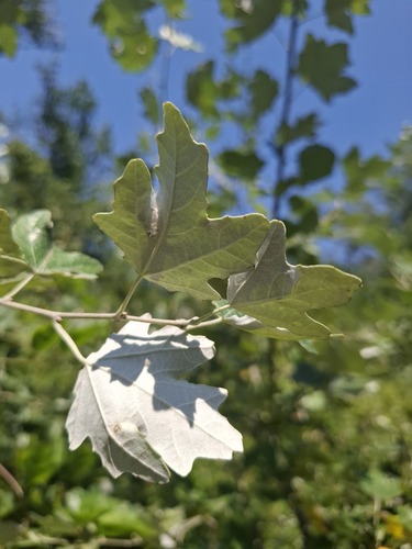 white poplar