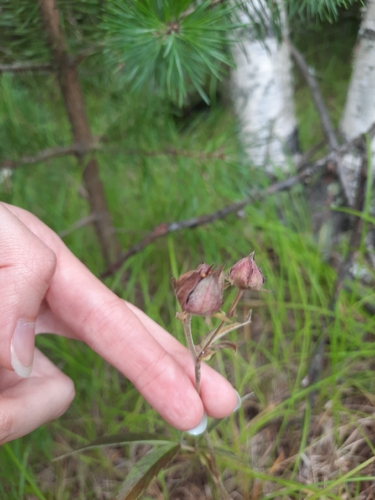 marsh cinquefoil
