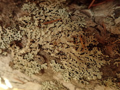 Hypotrachyna spumosa