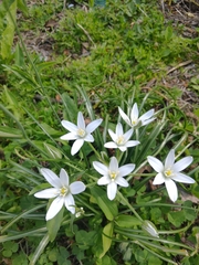 Ornithogalum umbellatum