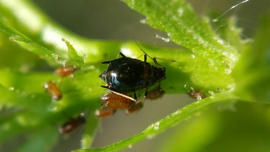 black peach aphid