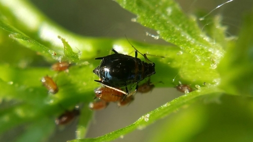 black peach aphid