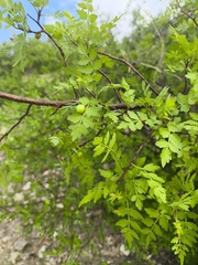 Bursera laxiflora