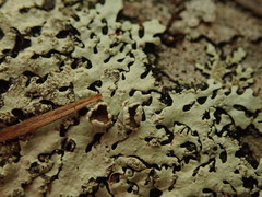 Hypotrachyna spumosa