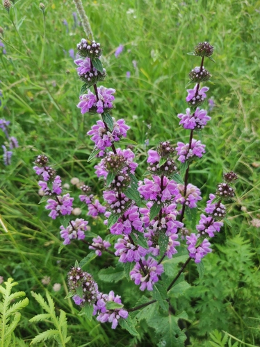 Наблюдение на iNaturalist