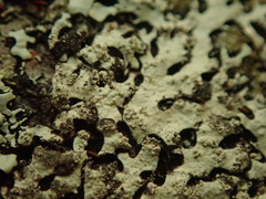 Hypotrachyna spumosa