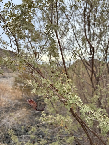Catclaw Acacia