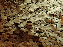 Hypotrachyna spumosa