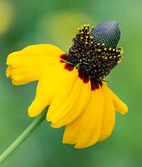 Rudbeckia amplexicaulis