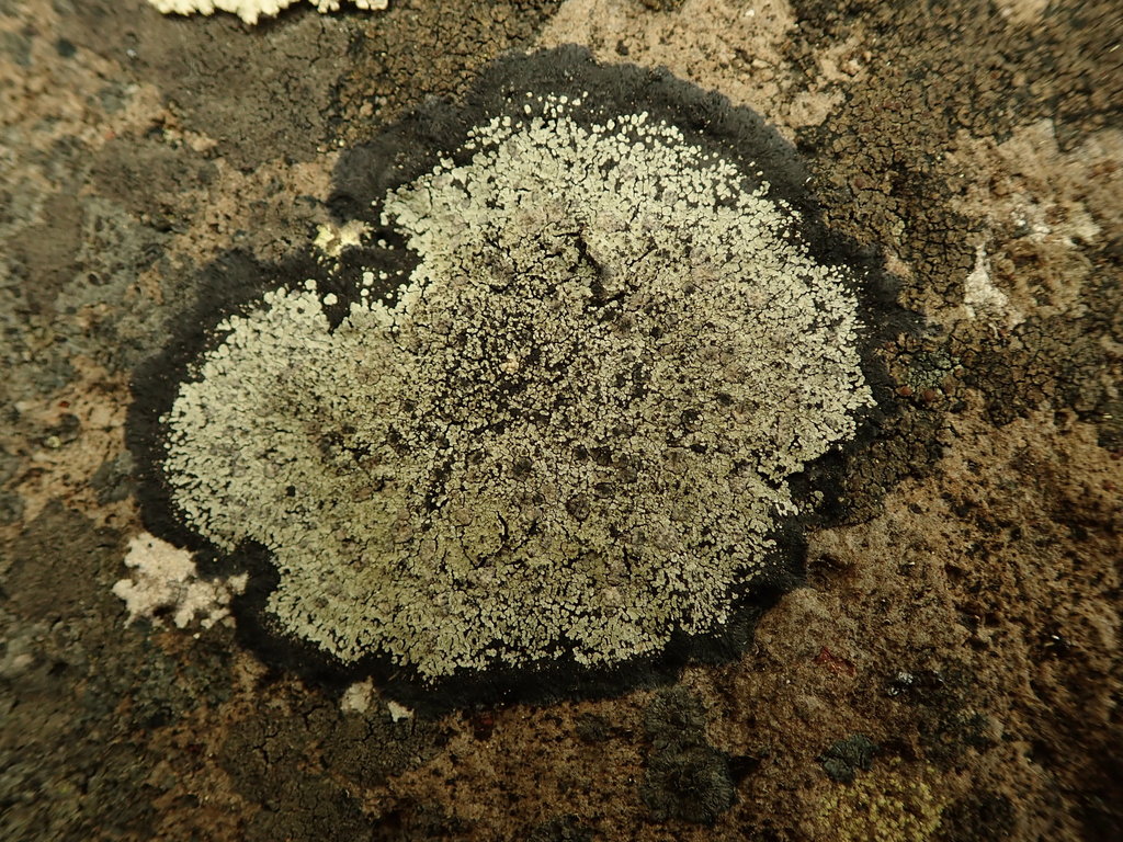 Pannaria pholidotoides