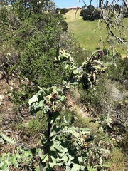 Cirsium fontinale obispoense