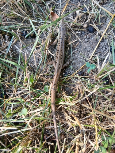 Sand Lizard