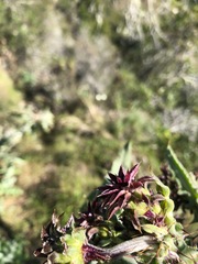 Cirsium fontinale obispoense