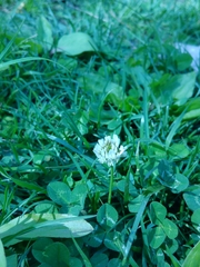 Trifolium repens