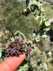 Cirsium fontinale obispoense