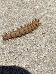 Polygonia interrogationis