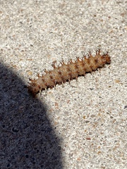 Polygonia interrogationis