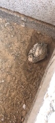Coturnix