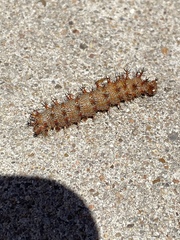 Polygonia interrogationis
