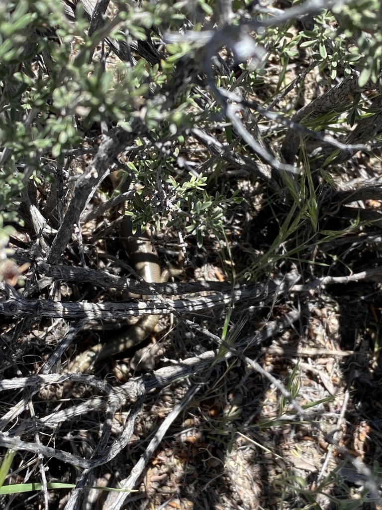 Western Red-tailed Skink