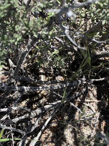 Western Red-tailed Skink