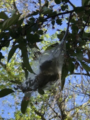 Malacosoma americana