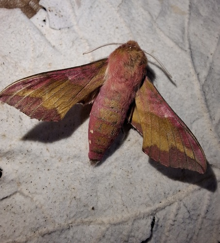 Small Elephant Hawkmoth