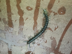 Otostigmus silvestrii