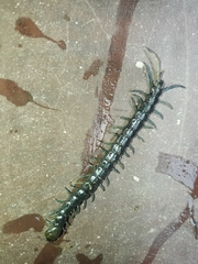 Otostigmus silvestrii