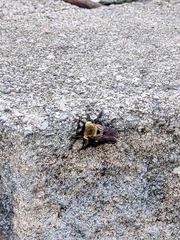 Xylocopa virginica