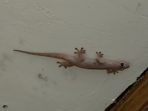 Gehyra mutilata