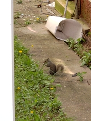 Sciurus carolinensis