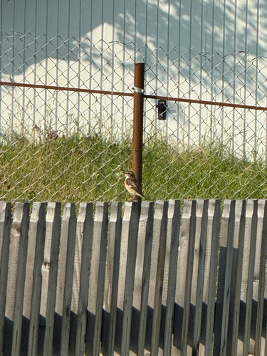 Whinchat