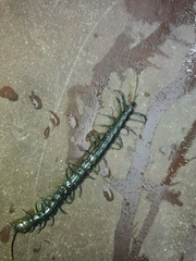 Otostigmus silvestrii