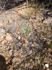 Pelargonium gracillimum