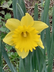 Narcissus