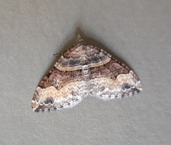 Xanthorhoe defensaria