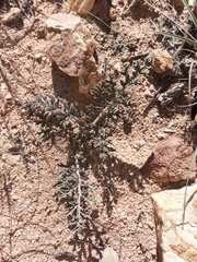 Pelargonium radulifolium