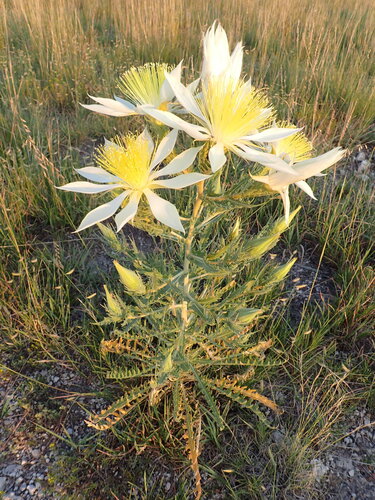 Ten-petal Stickleaf