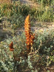 Orobanche elatior