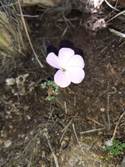 Oxalis fibrosa